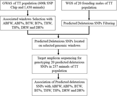 A Missense Mutation in the MYBPH Gene Is Associated With Abdominal Fat Traits in Meat-Type Chickens